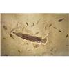 Image 1 : LARGE AND RARE FOSSIL GAR FISH