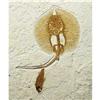 Image 1 : FINE FOSSIL STINGRAY
