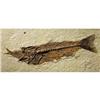 Image 1 : FOSSIL FISH EATING ANOTHER FOSSIL FISH