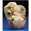 Image 1 : FOSSIL BRITTLE STAR PLATE