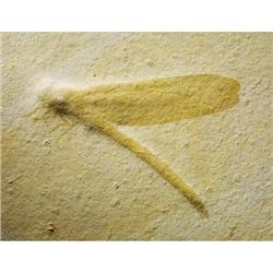 FOSSIL DRAGONFLY