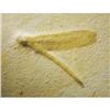 Image 1 : FOSSIL DRAGONFLY