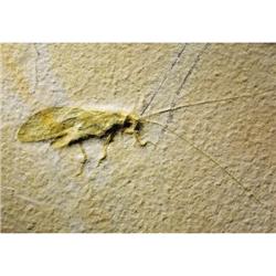 FOSSIL GRASSHOPPER