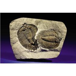 EXTREMELY RARE DOUBLE TRILOBITE PLATE