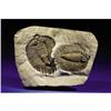 Image 1 : EXTREMELY RARE DOUBLE TRILOBITE PLATE