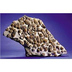 HUGE TRILOBITE MASS MORTALITY PLATE