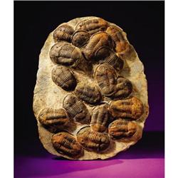 LARGE TRILOBITE MASS MORTALITY