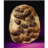 Image 1 : LARGE TRILOBITE MASS MORTALITY