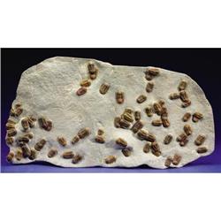 TRILOBITE MASS MORTALITY PLATE