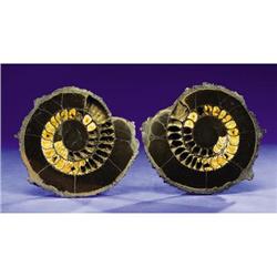 LARGE PYRITIZED AMMONITE