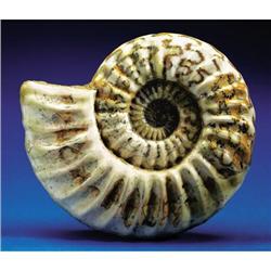SCUNTHORPE AMMONITE
