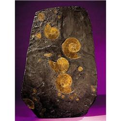 LARGE AMMONITE PLATE