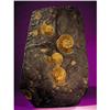 Image 1 : LARGE AMMONITE PLATE