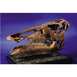 DUCK-BILLED DINOSAUR SKULL