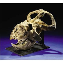 SUPERB DINOSAUR SKULL