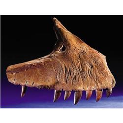 A RARE THEROPOD JAW SECTION