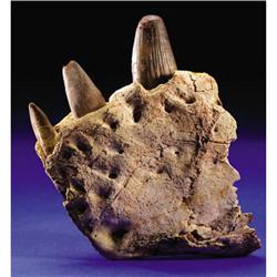 DINOSAUR BOTTOM JAW END PIECE