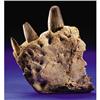 Image 1 : DINOSAUR BOTTOM JAW END PIECE