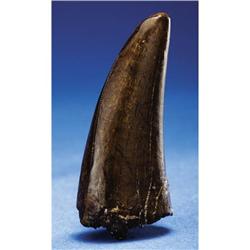 T-REX TOOTH