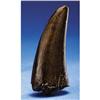 Image 1 : T-REX TOOTH