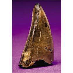 FINE DINOSAUR TOOTH