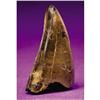 Image 1 : FINE DINOSAUR TOOTH