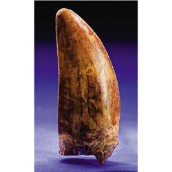 SUPERB DINOSAUR TOOTH