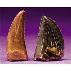 EXCELLENT MOROCCAN DINOSAUR TEETH