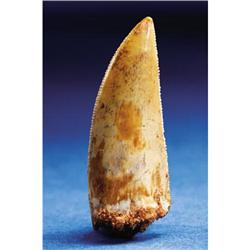 EXTRA LARGE DINOSAUR TOOTH