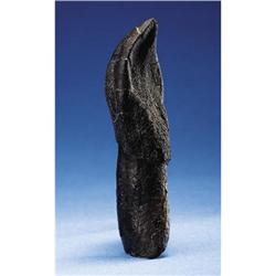 EXCELLENT DINOSAUR TOOTH WITH ROOT