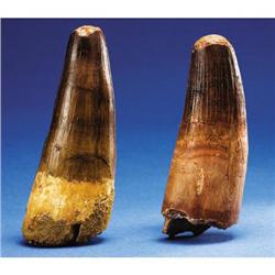 GIANT CARNIVEROUS TEETH