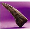 Image 1 : T-REX TOE CLAW