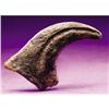 Image 1 : DINOSAUR HAND CLAW