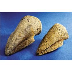 PAIR OF DINOSAUR TOE CLAWS
