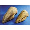 Image 1 : PAIR OF DINOSAUR TOE CLAWS
