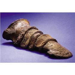 COMPLETE HADROSAURID TOE