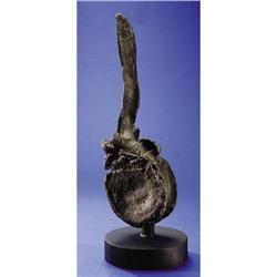 LARGE DINOSAUR VERTEBRA