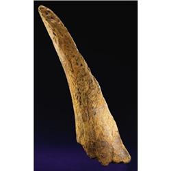 TRICERATOPS HORN