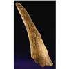 Image 1 : TRICERATOPS HORN