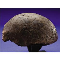 RARE DINOSAUR SKULL DOME