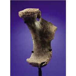 GIANT DINOSAUR PUBIS BONE