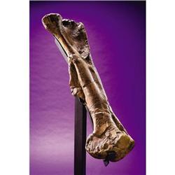 HADROSAURID FEMUR