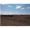 Image 9 : 239.9 Acres of Pasture, Pratt County, KS