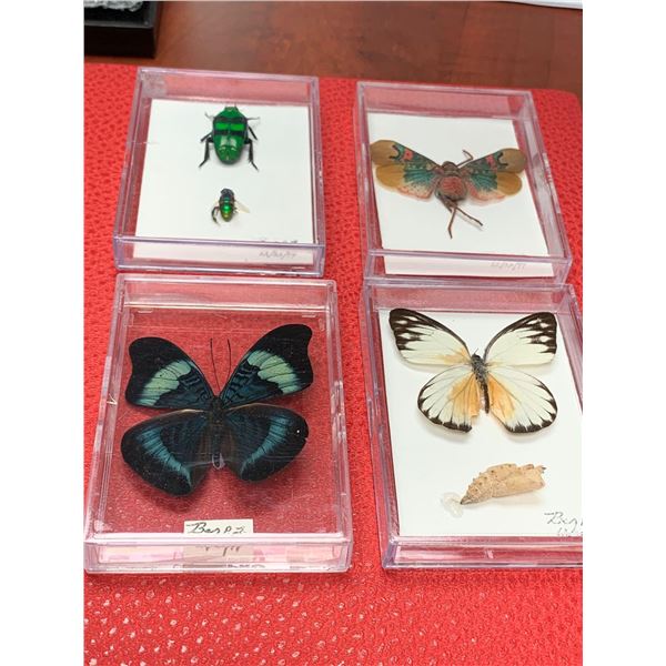 Zoology Mounted Butterflys and insects Lot of 4