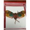 Image 4 : Zoology Mounted Butterflys and insects Lot of 4