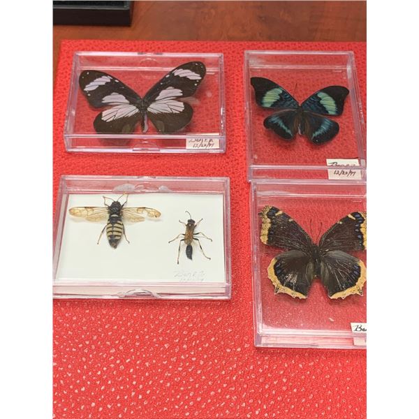 Zoology Mounted Butterflys and insects Lot of 4