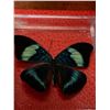 Image 3 : Zoology Mounted Butterflys and insects Lot of 4