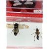 Image 4 : Zoology Mounted Butterflys and insects Lot of 4