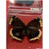 Image 5 : Zoology Mounted Butterflys and insects Lot of 4