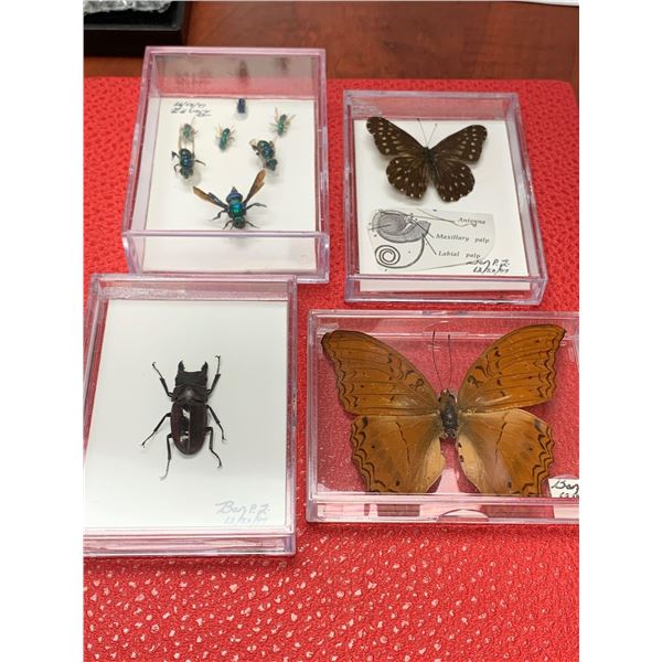 Zoology Mounted Butterflys and insects Lot of 4